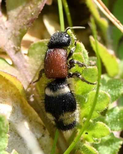 Mutilla europaea